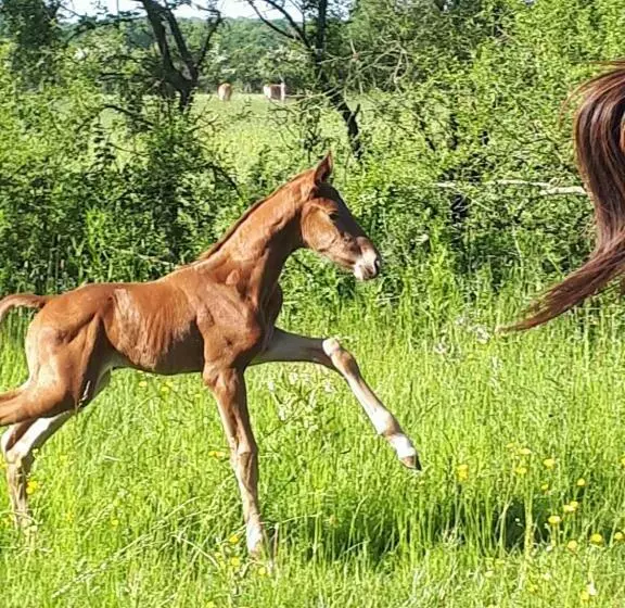 Gîte Du Haras De Valès