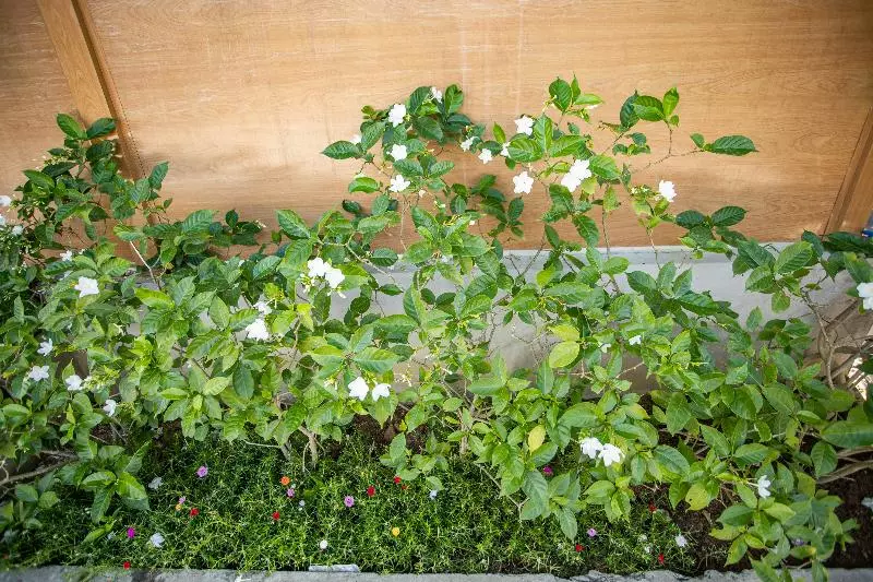 هتل Oyo 952 Linh Dan Bungalow