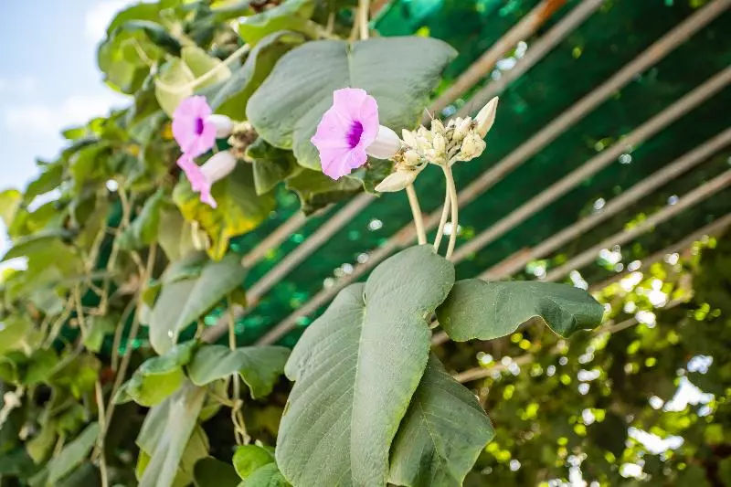 هتل Oyo 952 Linh Dan Bungalow