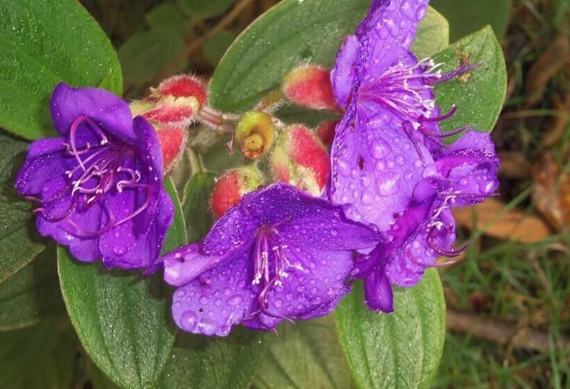 호텔 Lagunillas Del Poas