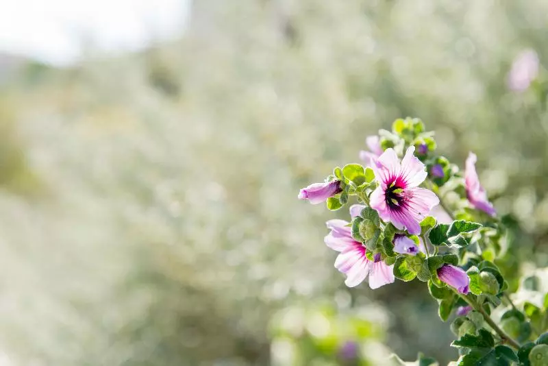 בית מלון כפרי Earino Suites And Villa