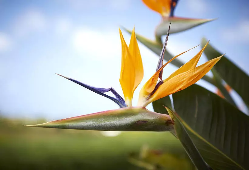 هتل Fantasy Island Resort