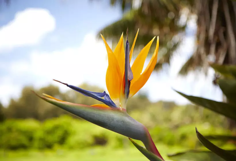 هتل Fantasy Island Resort