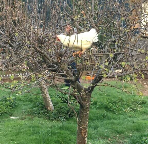 בית מלון כפרי Garni Enrosadira