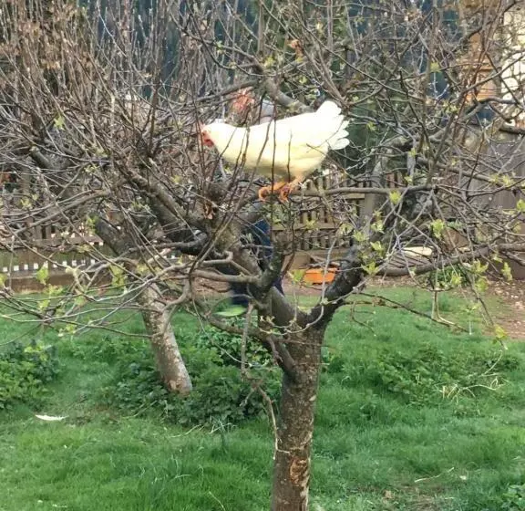 ホテル Garni Enrosadira