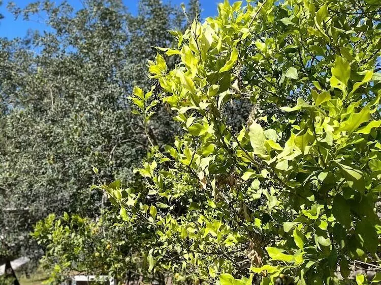 فندق Angels Garden