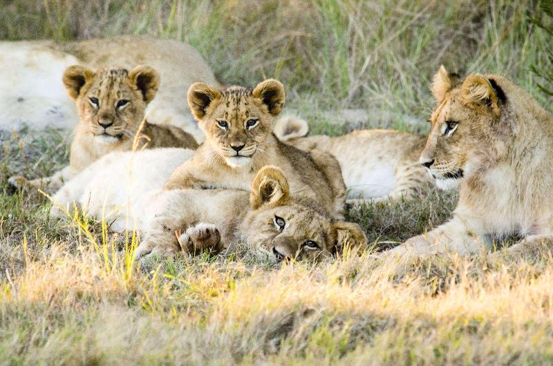 호텔 Gondwana Game Reserve