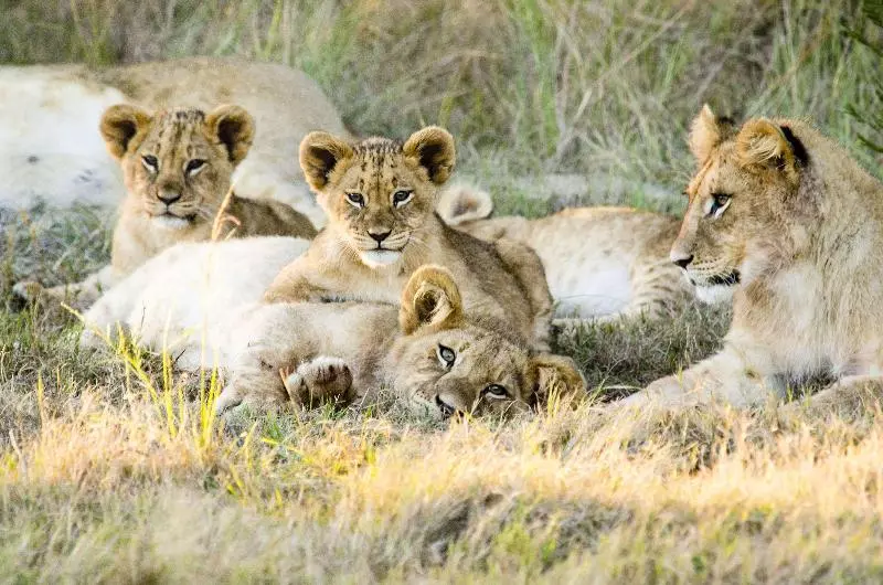 호텔 Gondwana Game Reserve