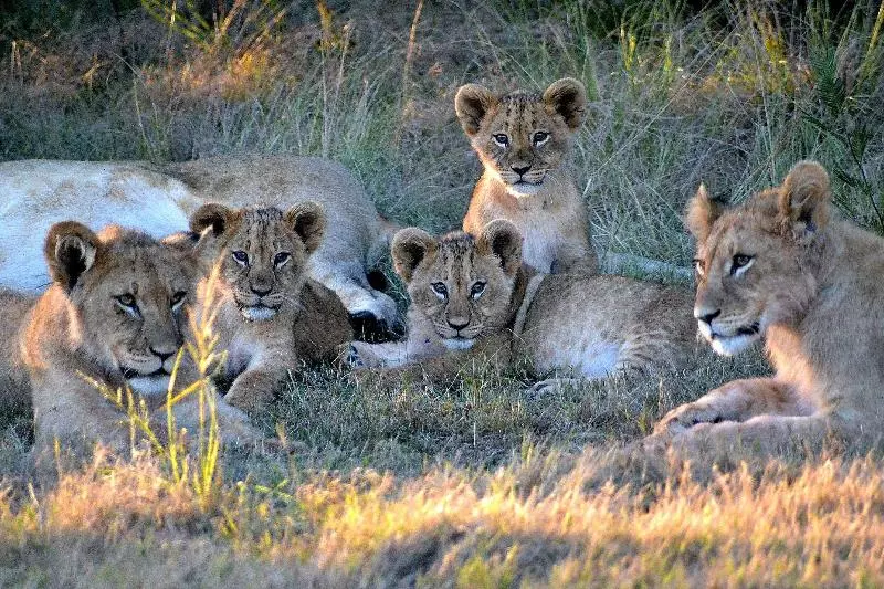 호텔 Gondwana Game Reserve