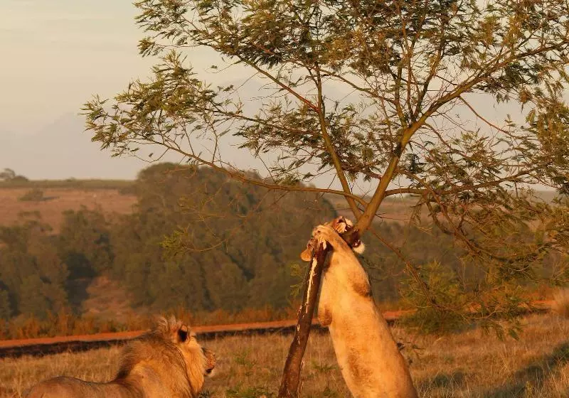 호텔 Gondwana Game Reserve