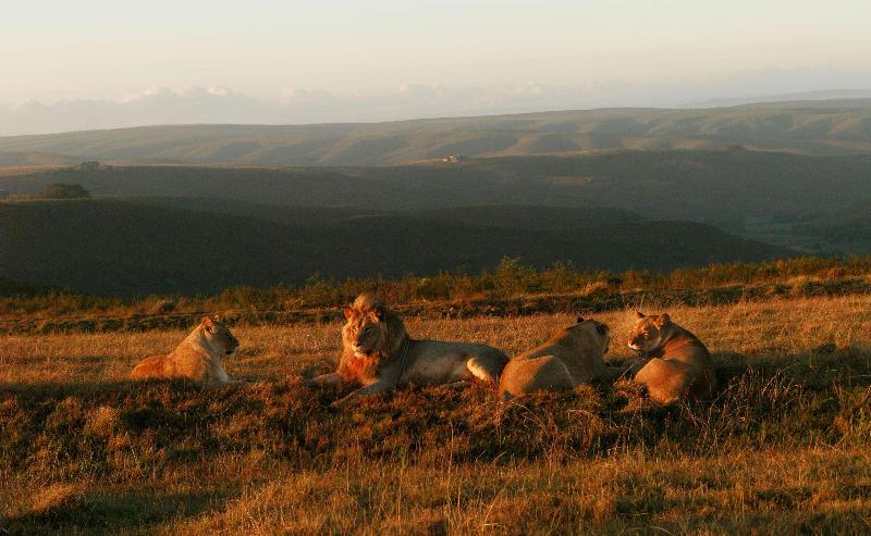 호텔 Gondwana Game Reserve