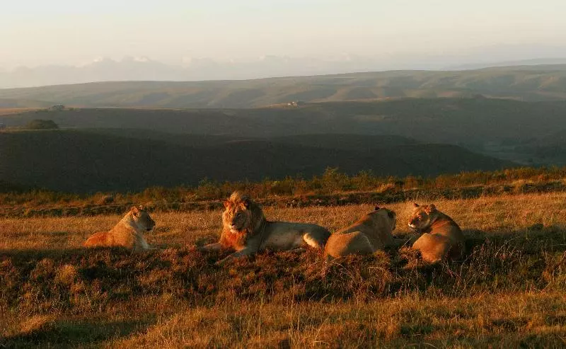 호텔 Gondwana Game Reserve