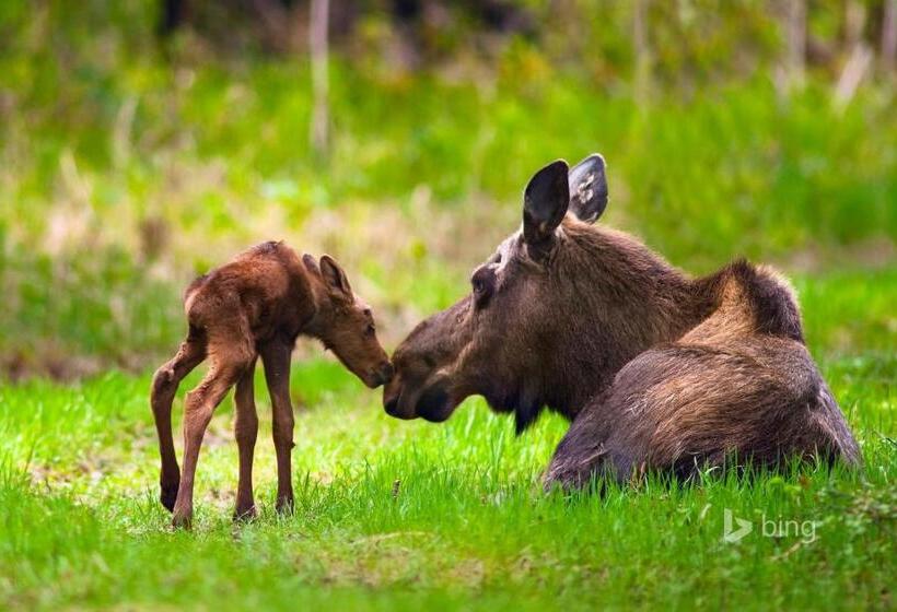 Пансион Kelli Creek Cottage   Reduced Price On Tours