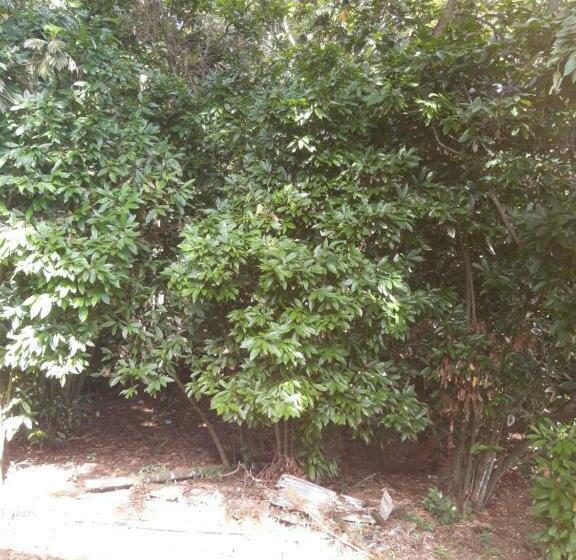 بنسيون Cocoa Cabana