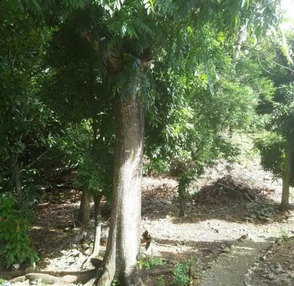 پانسیون Cocoa Cabana