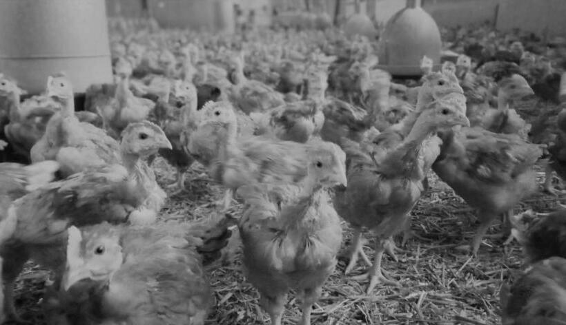 פנסיון Au Nid Douillet De La Ferme Chauvet