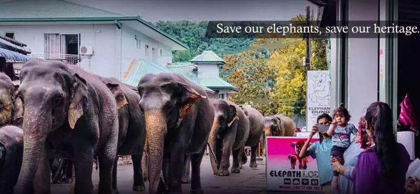 Hotelli Elepath Lodge  Pinnawala