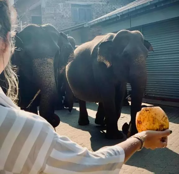 Hotelli Elepath Lodge  Pinnawala