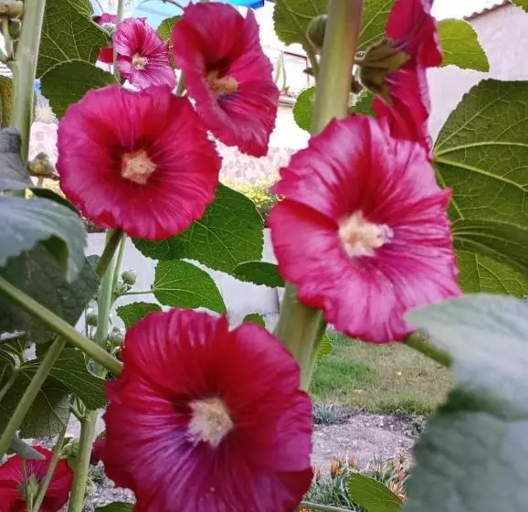 Retkeilymaja La Finca Tarma