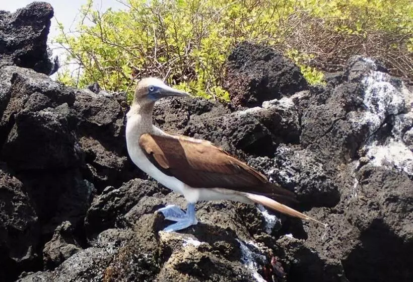 Retkeilymaja Black Beach House