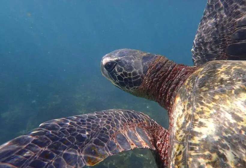 Retkeilymaja Black Beach House
