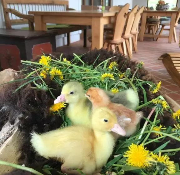 Aamiaismajoitus (B&B) Pension Slunečná