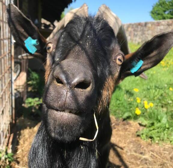 ベッドアンドブレックファースト Pension Slunečná