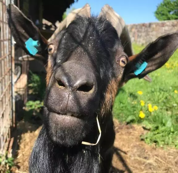 Aamiaismajoitus (B&B) Pension Slunečná