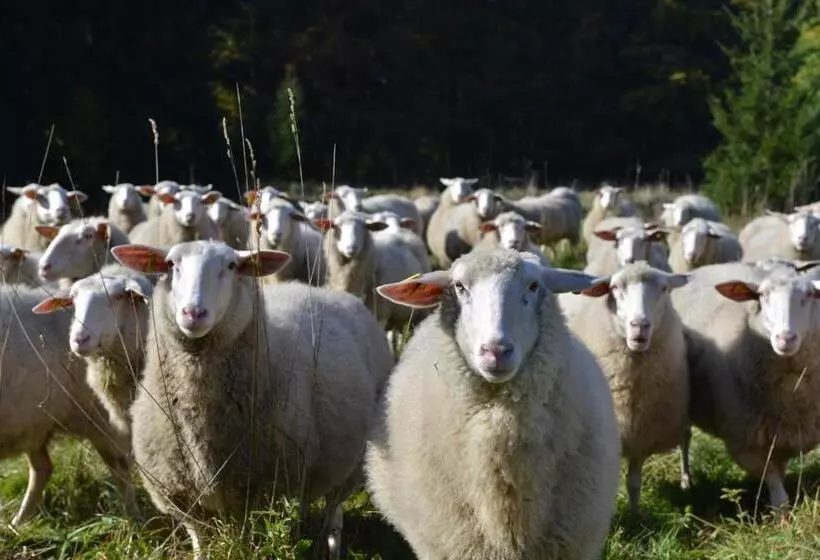 Aamiaismajoitus (B&B) Pension Slunečná