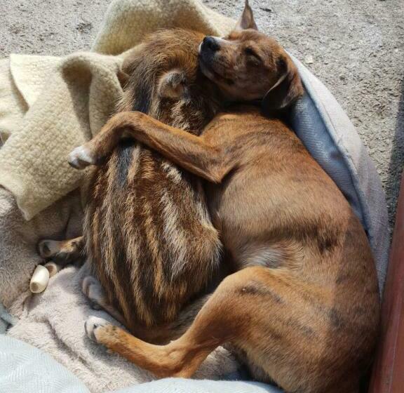 酒店 Agriturismo Ticci