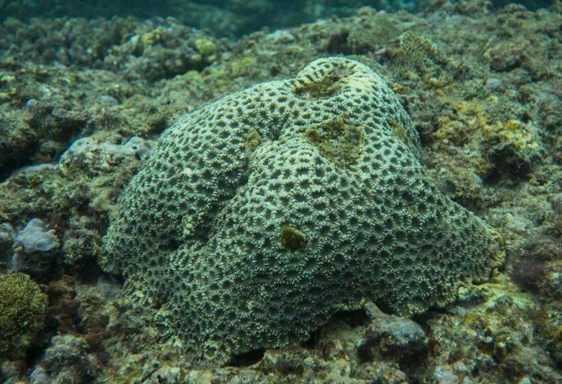 Szálló Nyang Ebay Surf Camp Siberut Mentawai Surfing Barrels