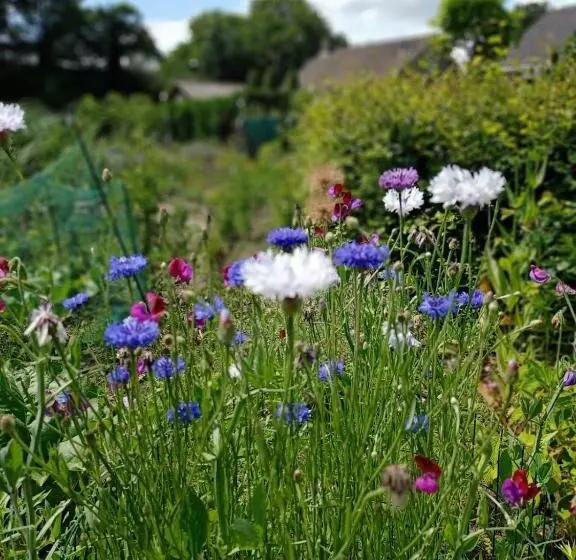 Aamiaismajoitus (B&B) Bij De Vlaamse Schuur