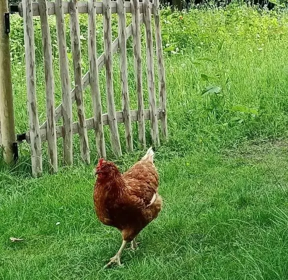 Aamiaismajoitus (B&B) Bij De Vlaamse Schuur