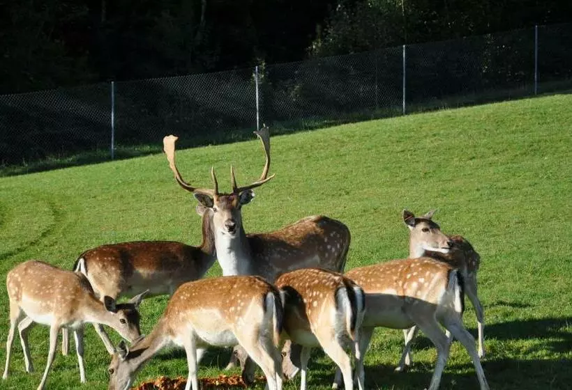 Aamiaismajoitus (B&B) Hirschfarm, Goldau