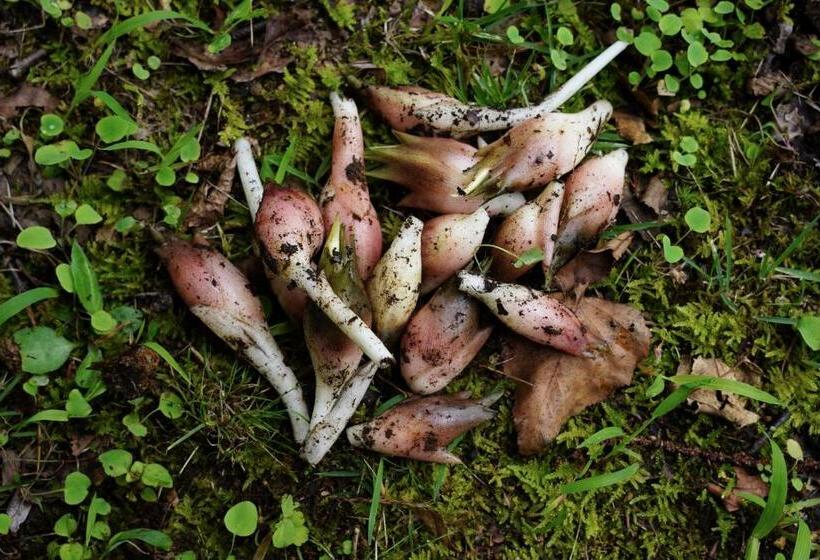 호텔 Björk （森の宿 ビヨルク）