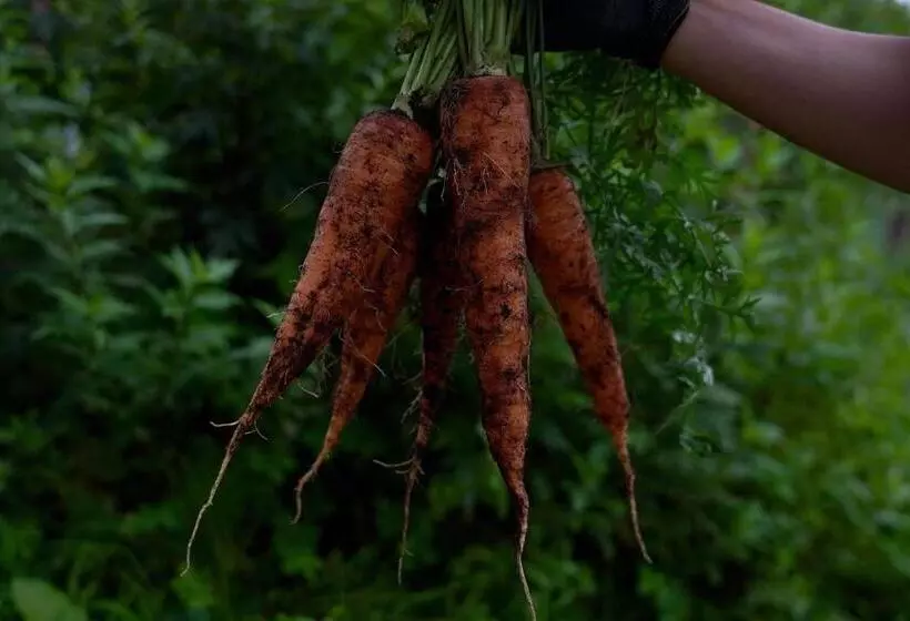 Hotelli Björk （森の宿 ビヨルク）