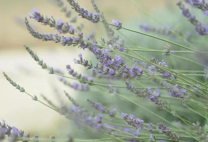 Aamiaismajoitus (B&B) L Ermitage De Saint Bardoux