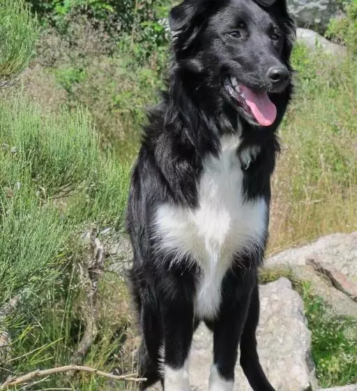 Aamiaismajoitus (B&B) Le Corral Chambre D Hôte