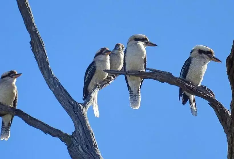 Austiny Bed And Breakfast Victor Harbor