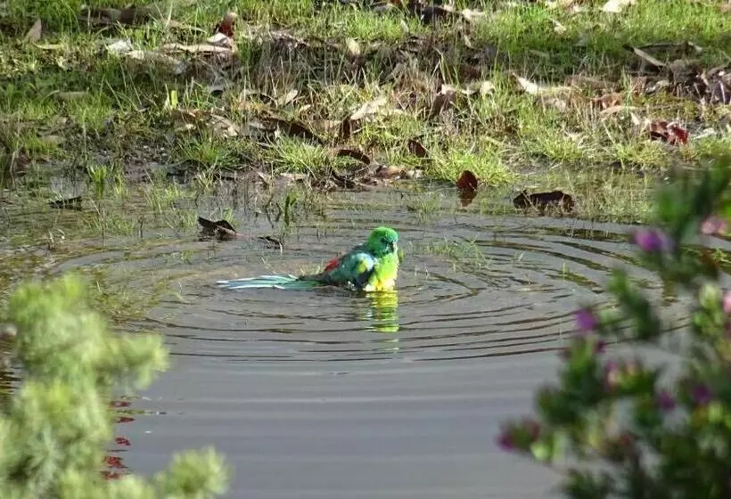 Austiny Bed And Breakfast Victor Harbor