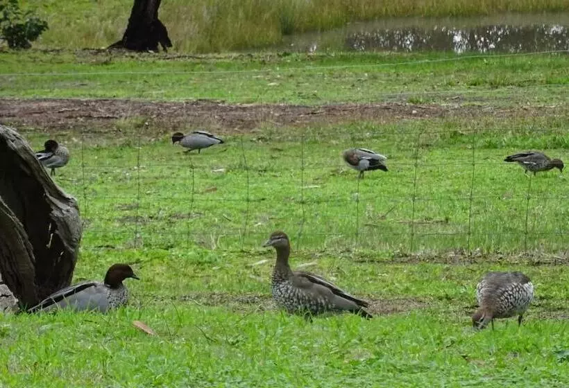 Austiny Bed And Breakfast Victor Harbor