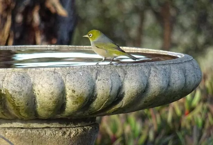 Austiny Bed And Breakfast Victor Harbor