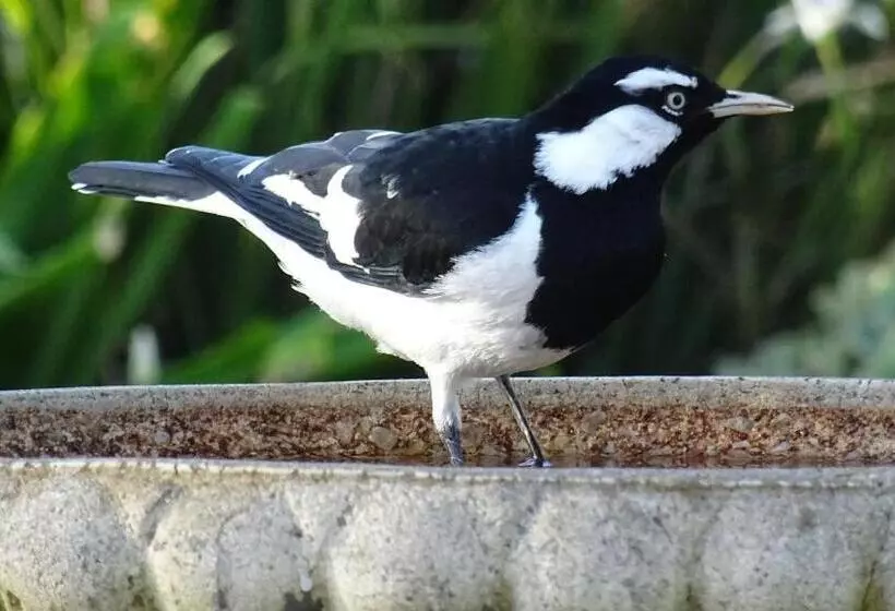 Austiny Bed And Breakfast Victor Harbor