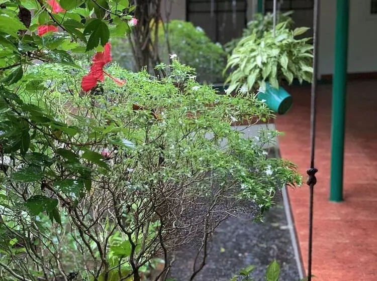 Bed and Breakfast Palmgrove Service Villa