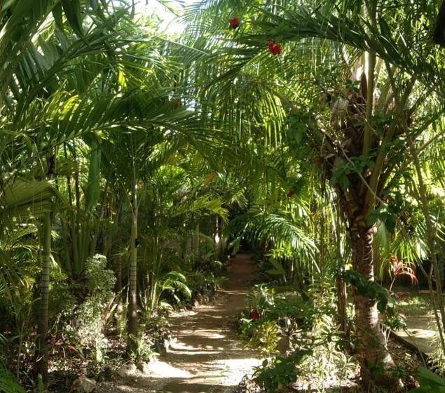 Bed and Breakfast Jungle Of Peace