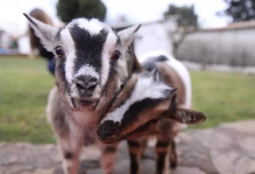 B&b Insolite Entre Lyon Et Aéroport