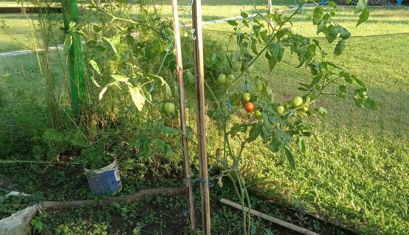 مبيت وإفطار 4 Pohon   Les 4 Arbres