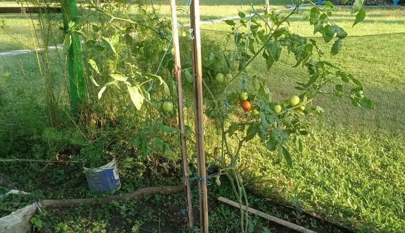 Aamiaismajoitus (B&B) 4 Pohon   Les 4 Arbres