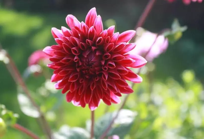 Aamiaismajoitus (B&B) Logerenbijonsz