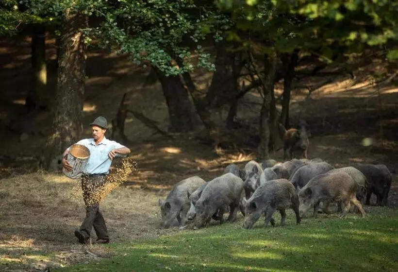 Aamiaismajoitus (B&B) Saciova Hills